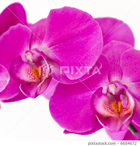 pink orchid pink orchid 6684672