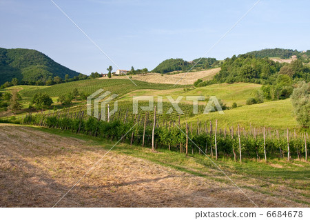 Typical Tuscan landscape 6684678