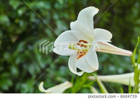 百合花（Yamayuri） 6684739