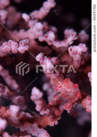 侏儒海水管 侏儒海水管 6684766