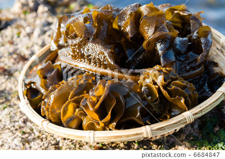 seaweed seaweed 6684847