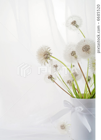 dandelions dandelions 6685520