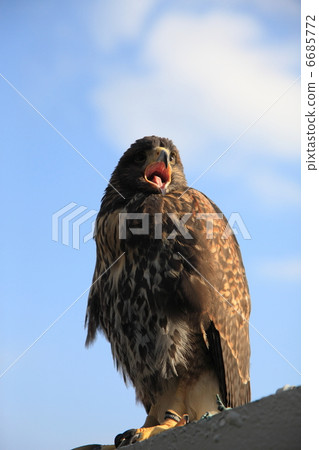 Hawk Taka Bird of Prey 6685772