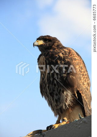 Hawk Taka Bird of Prey 6685773