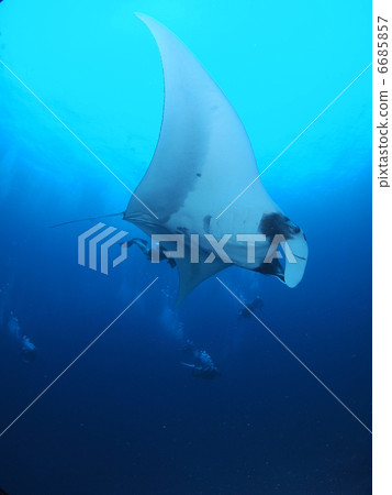 Manta and diver (vertical) 6685857