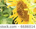 Bee and sunflower 6686014
