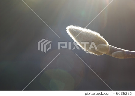 Winter budding side of the winter basking in warm sunlight Winter budding side of the winter basking in warm sunlight 6686285