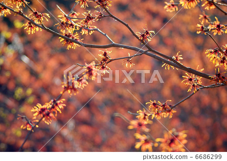 Nishiki Hara 6686299