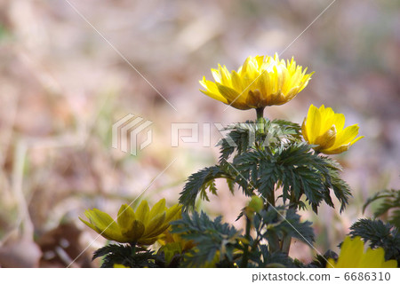 Multiple Fukushigusu 6686310