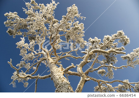 Snowy winter tree. Snowy winter tree. 6686454