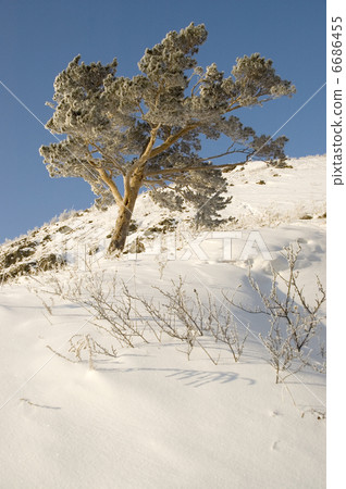 Snowy winter tree. Snowy winter tree. 6686455