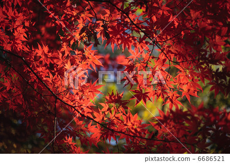 頭暈目眩的秋葉 6686521