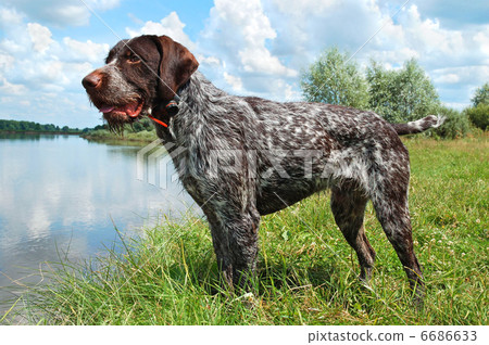 German wirehaired pointer German wirehaired pointer 6686633