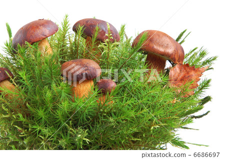 King boletus edulis 6686697