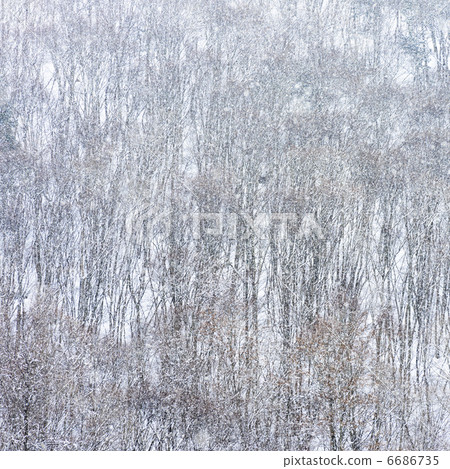 japanese larch, silver birch, snowy 6686735