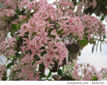 一棵金樹 一棵金樹 6686762