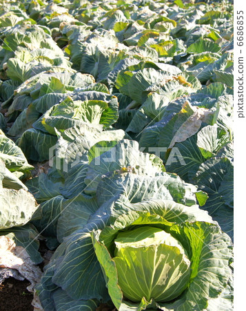 Cabbage field 6686855