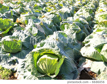 Cabbage field 6686856
