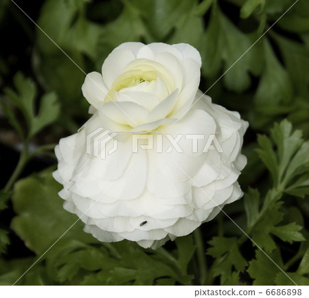 Ranankyusuilus 6686898