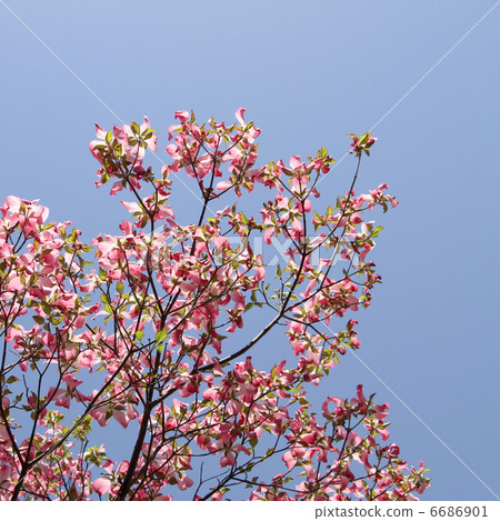 Dogwood Dogwood 6686901