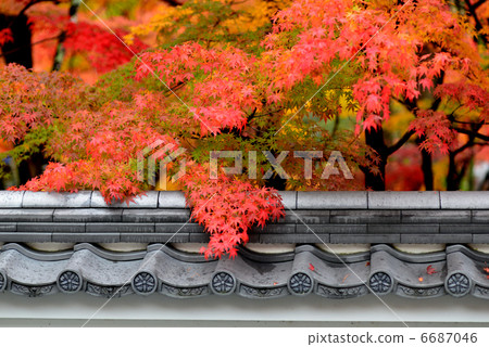 Kyoto Eikendo Autumn leaves Kyoto Eikendo Autumn leaves 6687046