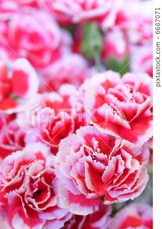 Carnation "Scarlet Queen" Carnation "Scarlet Queen" 6687071