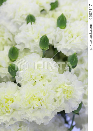 Carnation "Milky way" 6687147