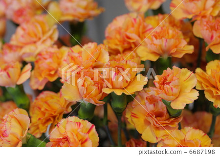 康乃馨“橙色波浪” 6687198