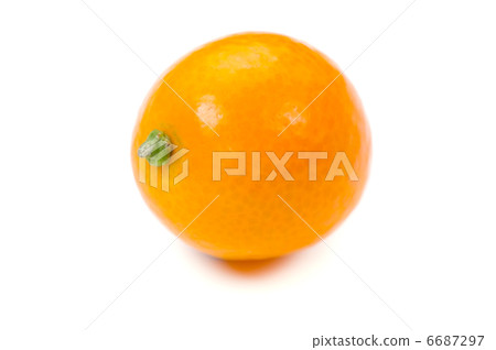 Kumquat 6687297