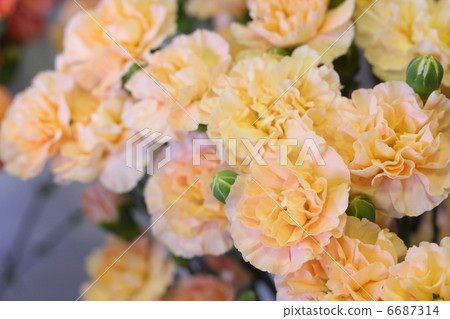 Carnation "Sailor Moon Orange" 6687314