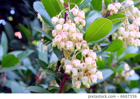 草莓樹花 6687356