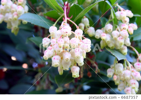 與一個鐘形的小花的一棵草莓樹在圓錐形的開花 6687357