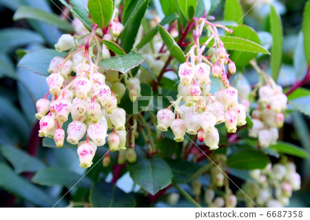 與一個鐘形的小花的一棵草莓樹在圓錐形的開花 6687358