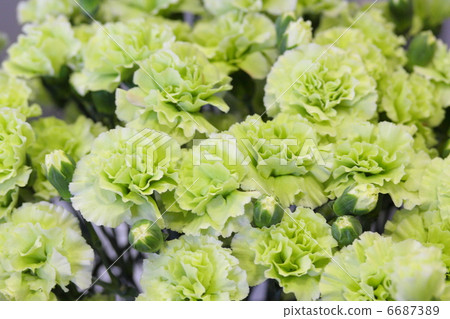 康乃馨“搗蛋綠” 6687389