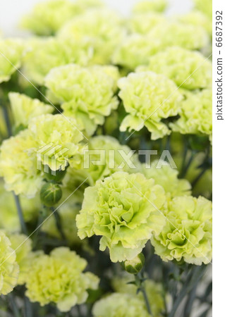 Carnation "Rascal Green" 6687392