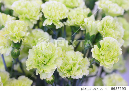 康乃馨“搗蛋綠” 6687393