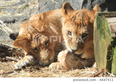 Lion Brothers Lion Brothers 6687411