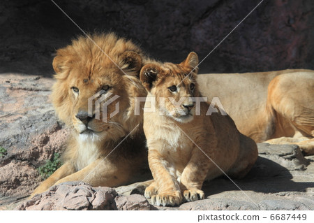 Lion family 6687449