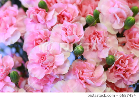 康乃馨“騾子” 6687454