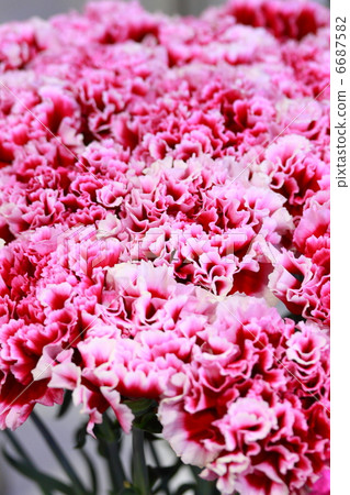 Carnation "Jacobini" Carnation "Jacobini" 6687582