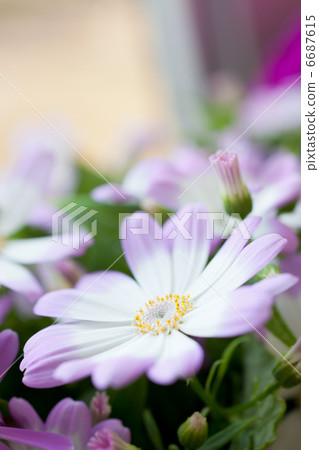 Cineraria粉紅色 6687615