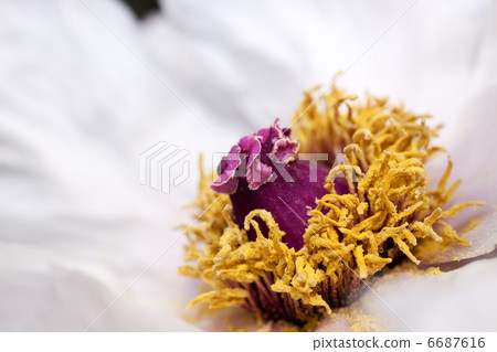 Feng Kang Hak 6687616