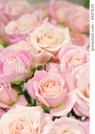 玫瑰“Ambrasse” 6687629