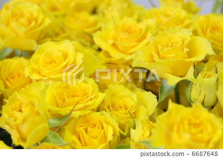Roses "Shooting Star" Roses "Shooting Star" 6687648