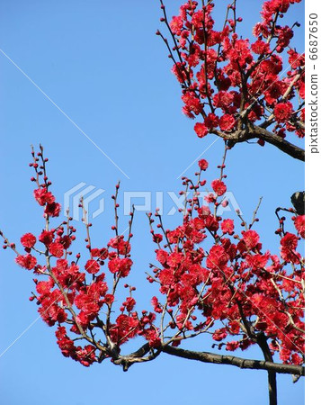 Red plum and blue sky Red plum and blue sky 6687650