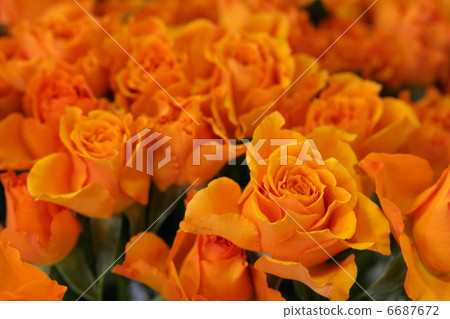 玫瑰“辛迪” 玫瑰“辛迪” 6687672