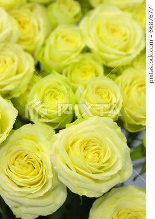 玫瑰“Jean Limone” 玫瑰“Jean Limone” 6687677