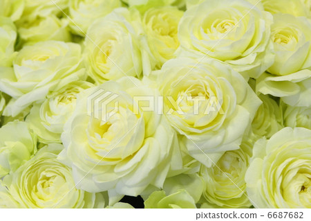 玫瑰“Yuno” 6687682