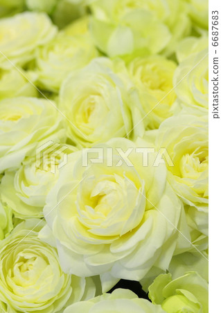 玫瑰“Yuno” 玫瑰“Yuno” 6687683