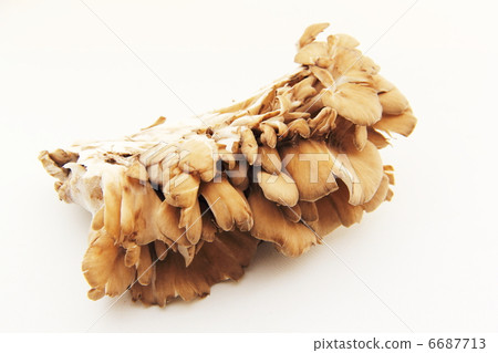 Maitake 6687713